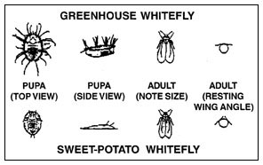 Greenhouse Whitefly vs SweetPotato Whitefly