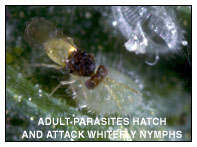 Adult Parasites Hatch and Attack Whitefly Nymphs