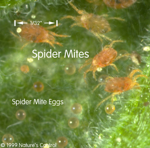 Spiders are among most effective predators of plant pests