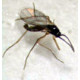 Pest:  Fungus Gnats