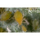 Pest:  Aphids