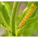 Pest: Caterpillars