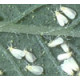 Pest:  Whiteflies