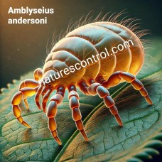 Amblyseius andersoni (Typhlodromus (Amblyseius) potentillae and Amblyseius (Euseius) andersoni)