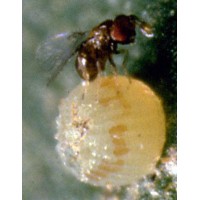 Caterpillar Parasites (Trichogramma species) 