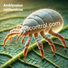 Amblyseius californicus