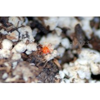 Anystis baccarum (Crazee Mite) Units of 1000